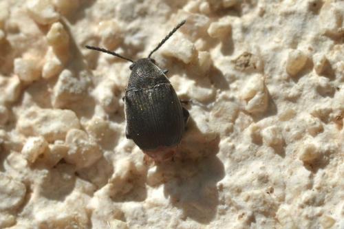 Bruchidius siliquastri