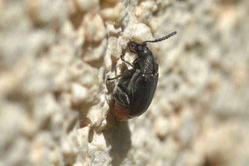 Bruchidius siliquastri