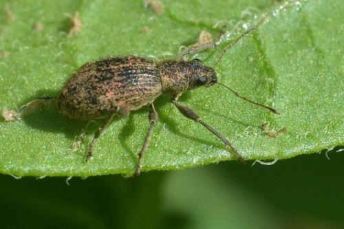 Réf. 118 638 : Polydrusus inustus