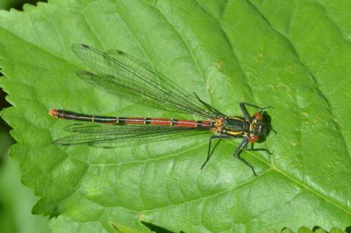 Pyrrhosoma nymphula