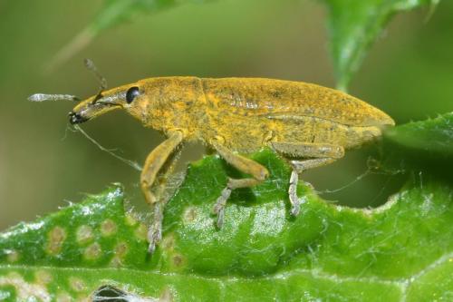 Réf. 118 678 : Lixus pulverulentus