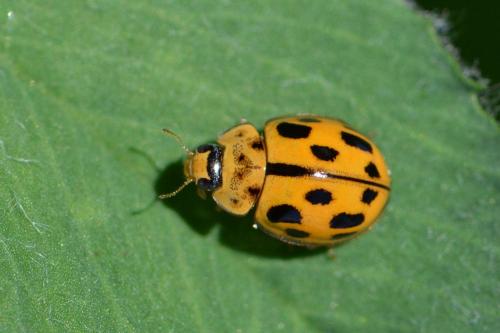 Réf. 118 635 : Propylea quatuordecimpunctata