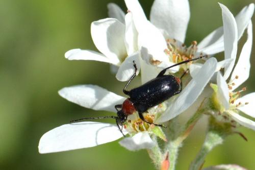 Réf. 118 676 : Dinoptera collaris