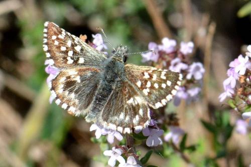 Réf. 118 512 : Pyrgus malvoides