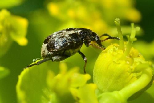 Réf. 118 798 : Bruchus sp.