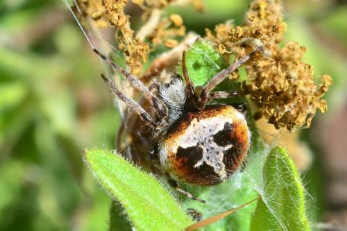 Réf. 118 799 : Agalenatea redii