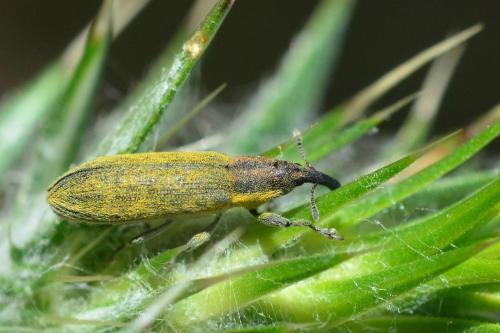Réf. 118 801 : Lixus filiformis