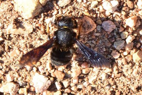 Réf. 118 802 : Megachile parietina