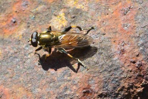 Xylota segnis