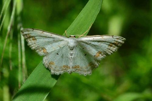 Réf. 118 639 : Scopula ornata