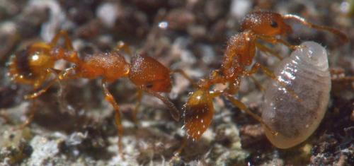 Réf. 118 368 : Temnothorax unifasciatus
