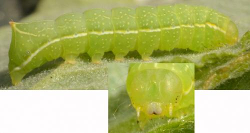 Amphipyra berbera
