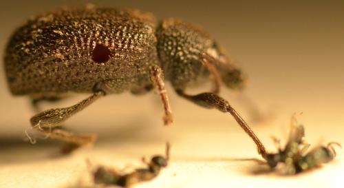 Otiorhynchus rugosostriatus