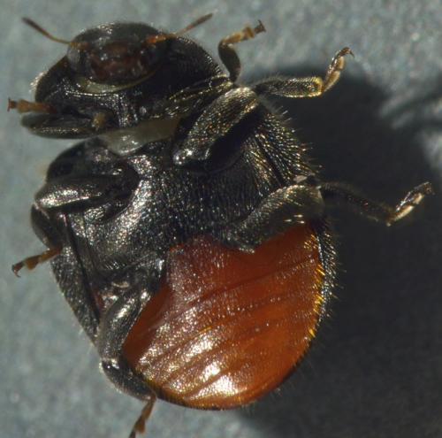 Rhyzobius forestieri