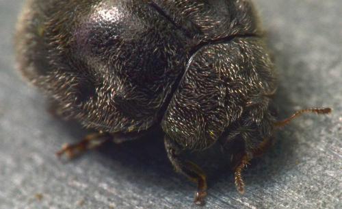 Rhyzobius forestieri