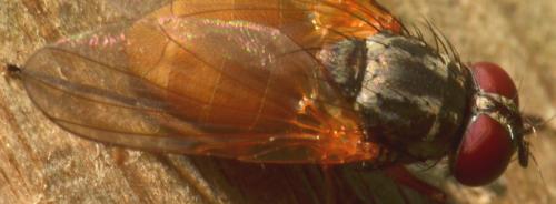 Fannia lustrator