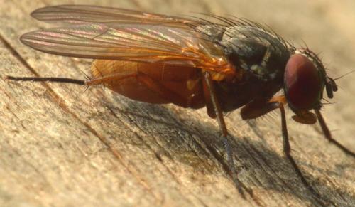 Fannia lustrator