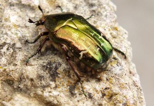 Réf. 118 405 : Cetonia aurata aurata