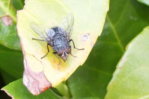 Calliphora sp.