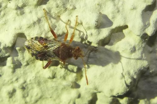 Rhopalus subrufus