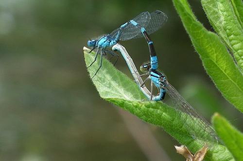 Enallagma cyathigerum