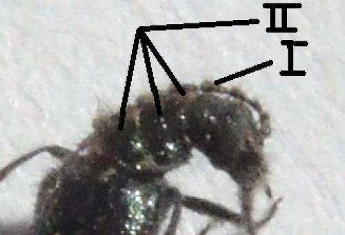 Dasytes aeratus