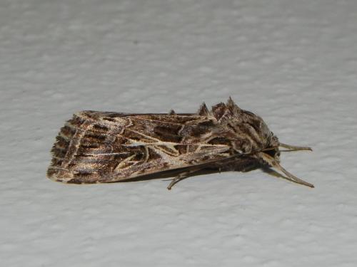 Spodoptera litura