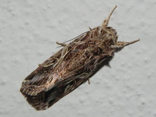 Spodoptera litura