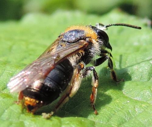 Andrena haemorrhoa