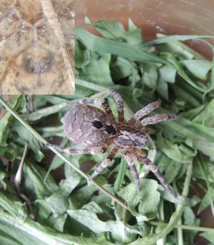 Zoropsis spinimana