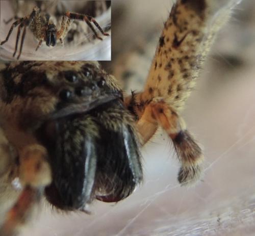 Zoropsis spinimana