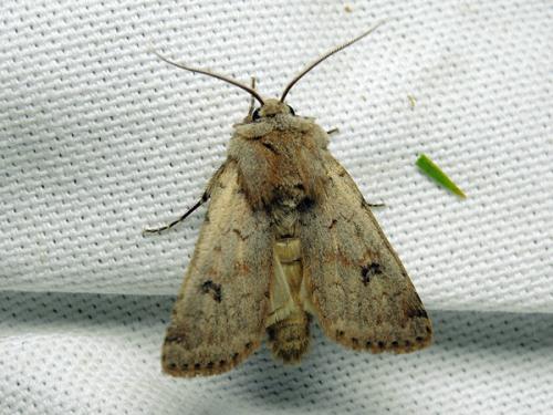 Réf. 118 116 : Agrotis cinerea