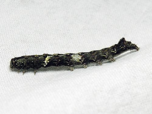 Allophyes oxyacanthae