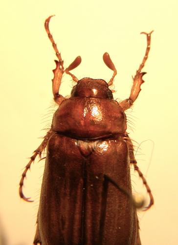 Rhizotrogus cicatricosus