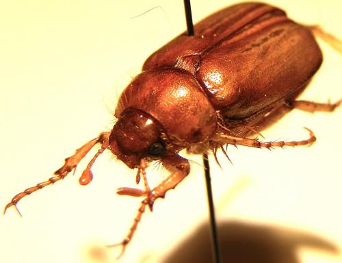 Rhizotrogus cicatricosus