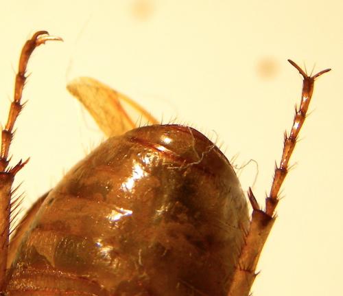 Rhizotrogus cicatricosus