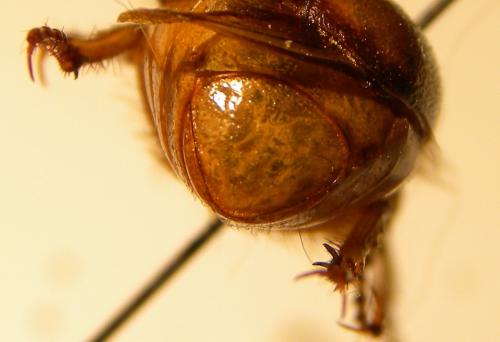 Rhizotrogus cicatricosus