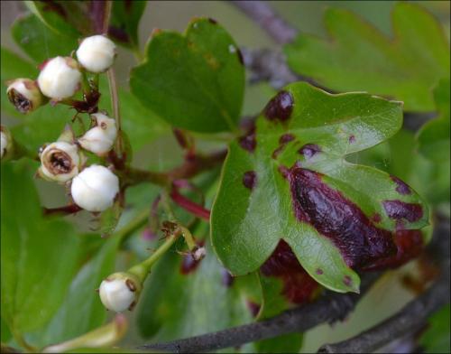 Dysaphis sp.