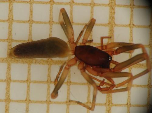 Harpactea hombergi