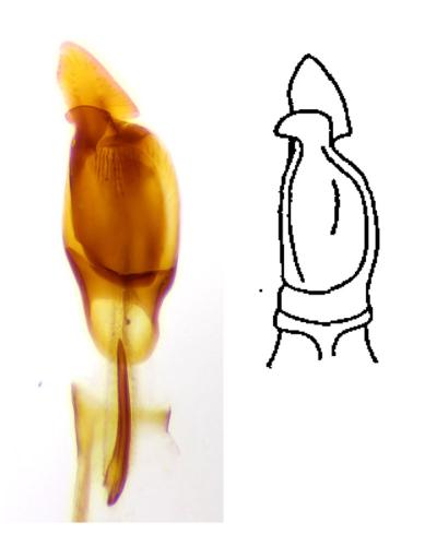 Indéterminé