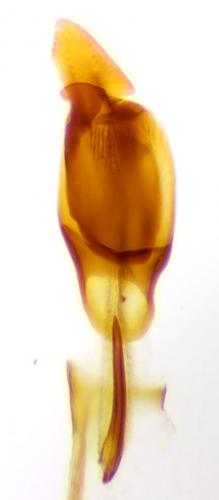 Corticarina truncatella