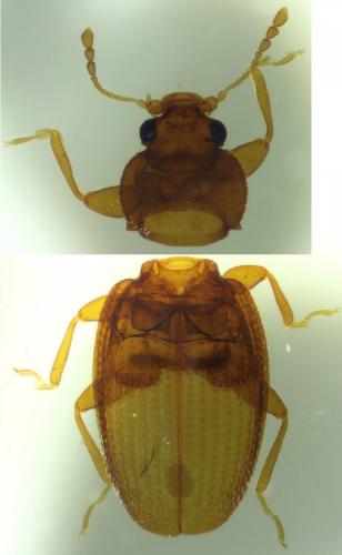 Réf. 118 755 : Corticarina truncatella