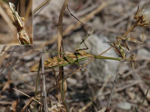 Empusa fasciata