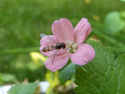 Episyrphus balteatus