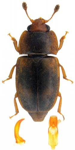 Réf. 118 818 : Epuraea unicolor