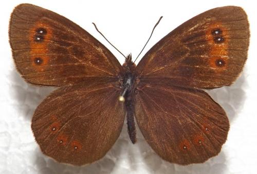 Erebia aethiops