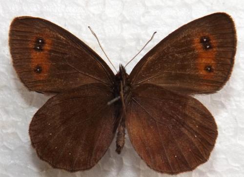 Erebia aethiops