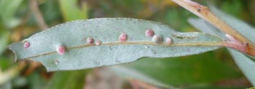 Aculus tetanothrix