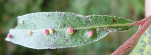 Aculus tetanothrix