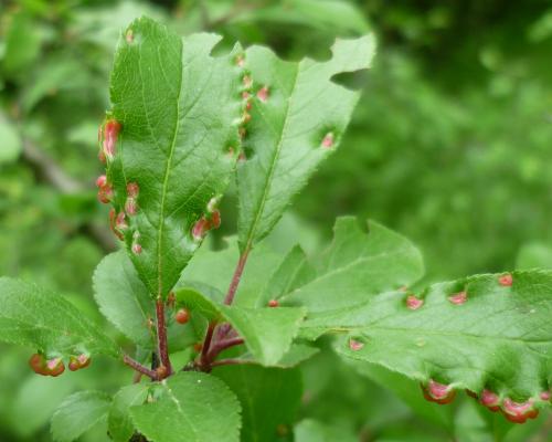 Réf. 118 231 : Eriophyes prunispinosae